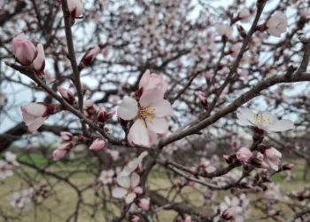 Yalancı bahara aldanan ağaçlar erkenden çiçek açtı