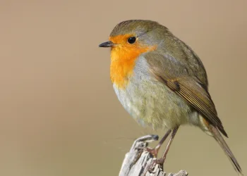 Göçmen kuşların uğrak noktası Türkiye: 2025’te 34 bin 360 kuş halkalandı