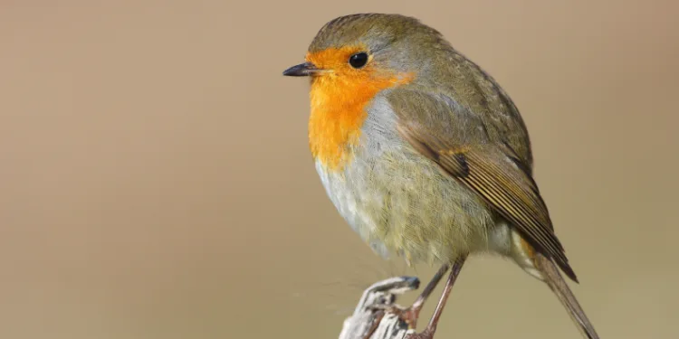 Göçmen kuşların uğrak noktası Türkiye: 2025’te 34 bin 360 kuş halkalandı