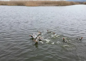 Eber Gölü’nden sevindirici haber geldi