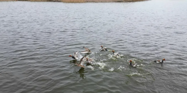 Eber Gölü’nden sevindirici haber geldi