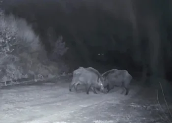 Ganos Dağları’nda domuz sürüsünün kavgası kameraya yansıdı