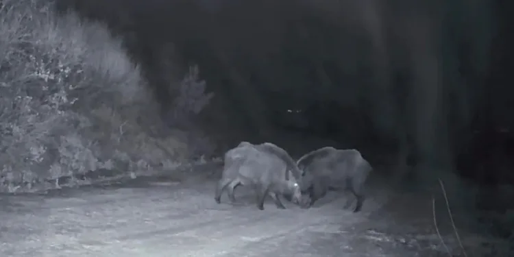 Ganos Dağları’nda domuz sürüsünün kavgası kameraya yansıdı