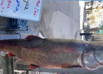 Elazığ’da 97 kilogram turna balığı yakalandı