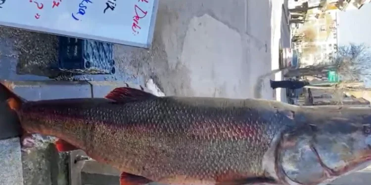 Elazığ’da 97 kilogram turna balığı yakalandı