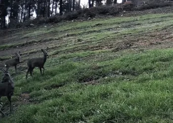 Ganos Dağları’nda karaca sürüsü fotokapana yansıdı