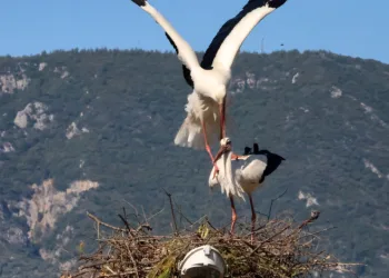 Bu da Leyleğin hırsızı