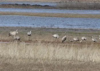 Baharın ilk habercilerinden turnalar kendini gösterdi