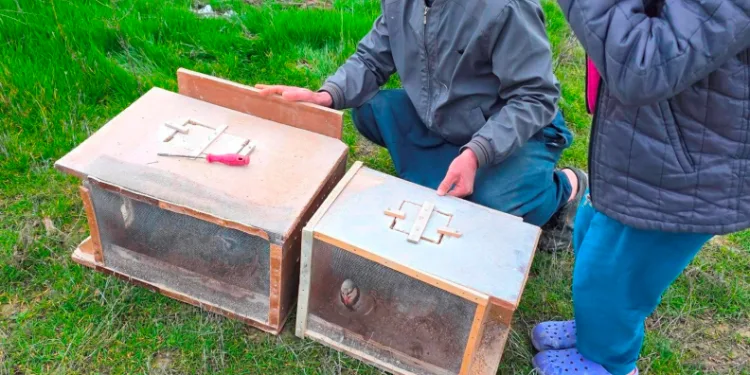 Mersin’de zamansız zirai ilaçlama arıların ölümüne sebep oldu