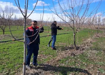 Iğdır’da çiftçilere uygulamalı meyve ağacı budama eğitimi