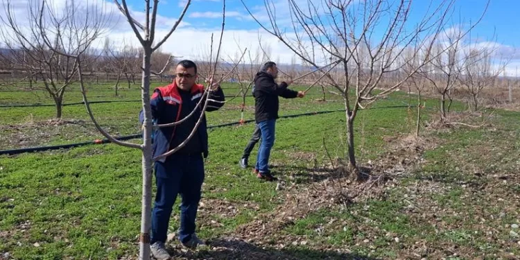 Iğdır’da çiftçilere uygulamalı meyve ağacı budama eğitimi