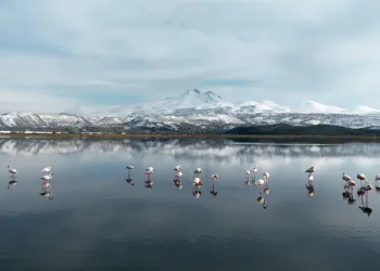 Kayseri’nin ilk flamingo kafilesi geldi