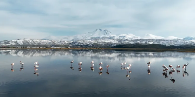 Kayseri’nin ilk flamingo kafilesi geldi