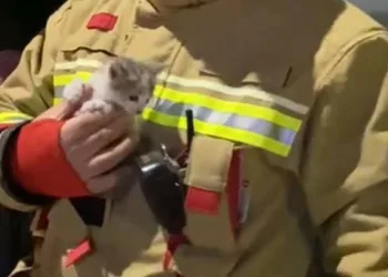 Klima motoruna sıkışan yavru kedi kurtarıldı