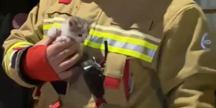 Klima motoruna sıkışan yavru kedi kurtarıldı