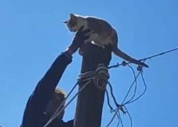 Köpeklerden korkup elektrik direğine çıkan kedi kurtarıldı