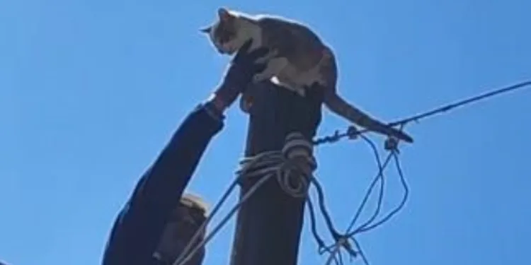 Köpeklerden korkup elektrik direğine çıkan kedi kurtarıldı