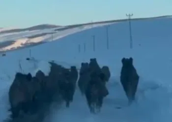 Karlı köy yolundaki domuz sürüsü kamerada