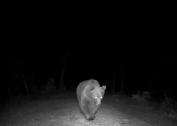 Safranbolu’da boz ayı fotokapanla görüntülendi