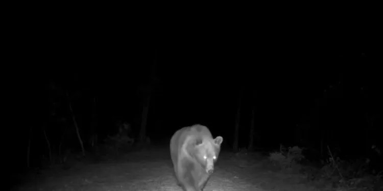 Safranbolu’da boz ayı fotokapanla görüntülendi