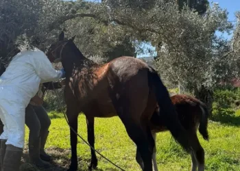 Aydın’da at ve eşeklerden numune alınıyor
