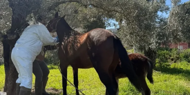 Aydın’da at ve eşeklerden numune alınıyor