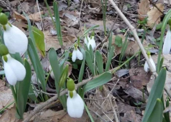 Kütahya Murat Dağı’nda kardelen koparmanın cezası 699 bin 245 TL