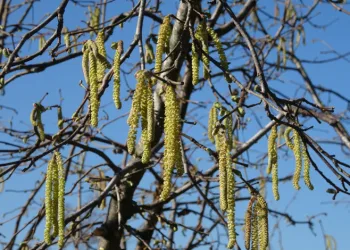 Fındıkta doğru bilinen yanlışlara karşı uyardı