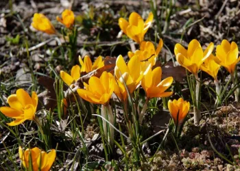 Baharın müjdeleyicisi olarak bilinen ‘çiğdemler’ çiçek açtı