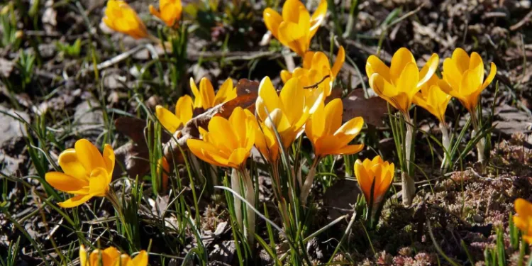 Baharın müjdeleyicisi olarak bilinen ‘çiğdemler’ çiçek açtı