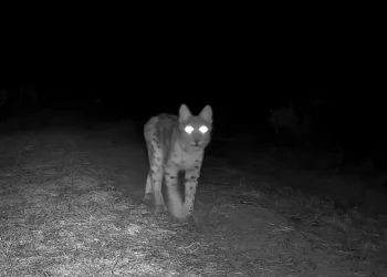 Karabük’te vaşak fotokapanla görüntülendi