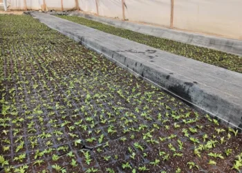 Şanlıurfa’da seralarda 400 bin yazlık çiçek üretiliyor