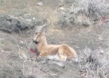Erzurum’da kaçak avcılar yaban keçisini yaraladı