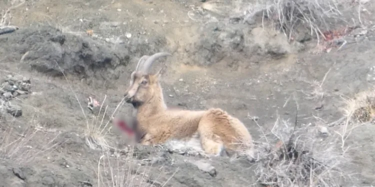 Erzurum’da kaçak avcılar yaban keçisini yaraladı