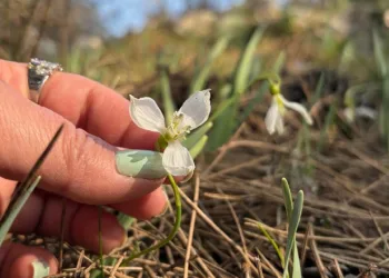 Spil’de kardelenler ikinci kez açtı