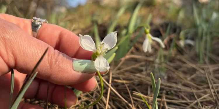 Spil’de kardelenler ikinci kez açtı