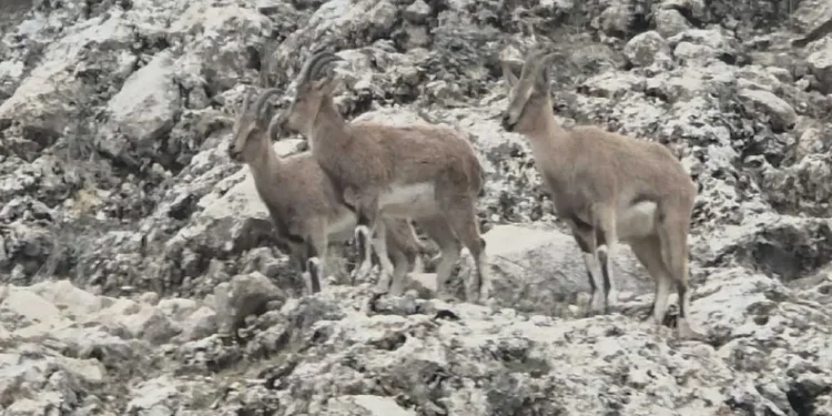 Diyarbakır’da sürü halinde dağ keçileri görüntülendi